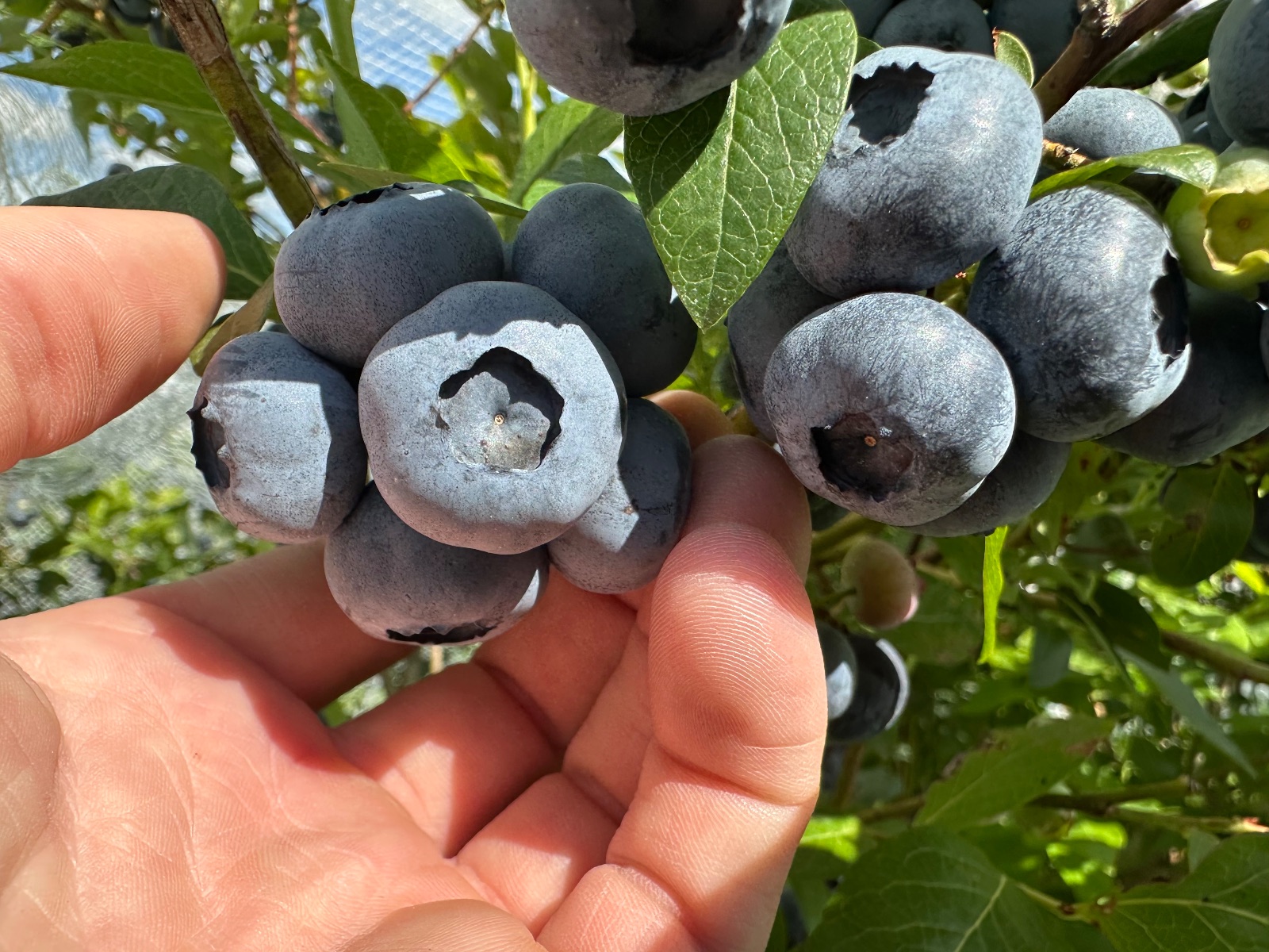 One of our largest blueberry varieties, available in December.
